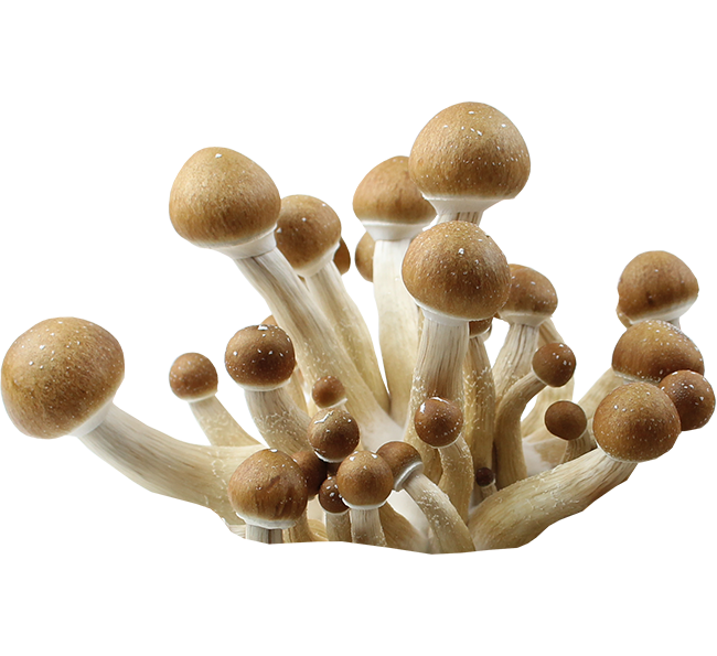 Psilocybe Cubensis Hawaiian Spores Print